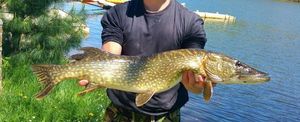 Northern Pike