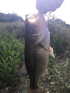 Smallmouth Bass