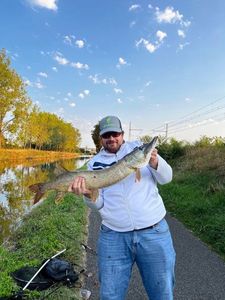 Northern Pike