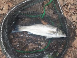European Bass (Seabass)