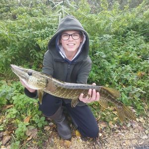 Northern Pike