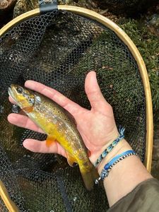 Brown Trout