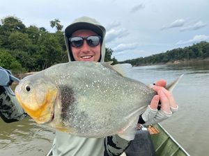 Manuel’s Piranha