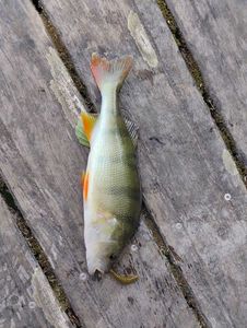 European Perch