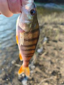 European Perch