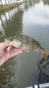 European Perch