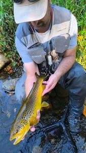 Brown Trout