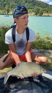 Common Bream