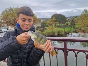 European Perch