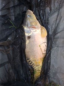 Mirror Carp