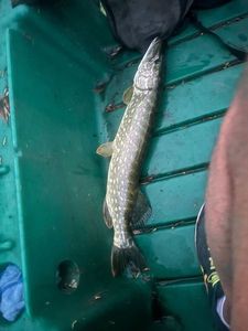 Northern Pike