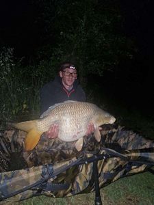 Common Carp