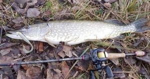 Northern Pike