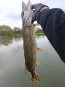 Northern Pike