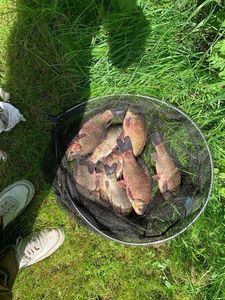 Prussian Carp