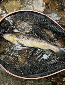 Brown Trout