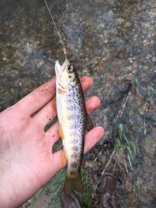 Brown Trout