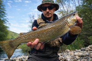 Brown Trout