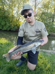 Zander