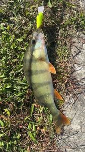 European Perch