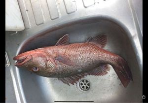 Mangrove Red Snapper