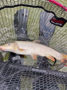 Barbel
