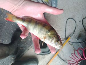European Perch