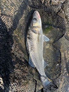 European Bass (Seabass)