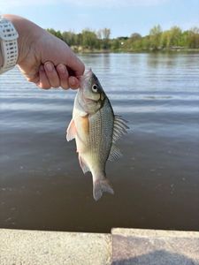 White Perch