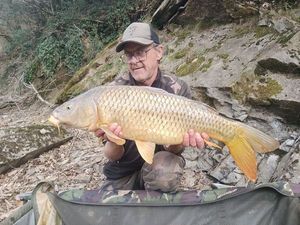 Common Carp