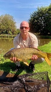 Common Carp