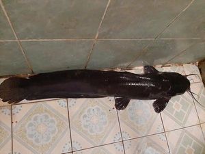 Catfish