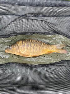 Leather Carp