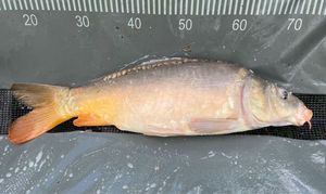 Mirror Carp