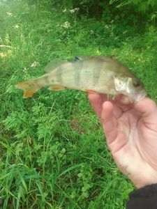 European Perch