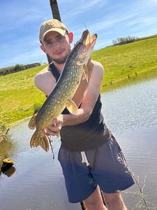Northern Pike