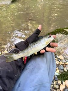 Rainbow Trout