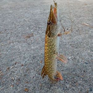 Northern Pike