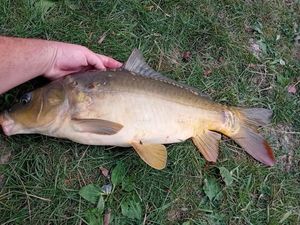 Mirror Carp