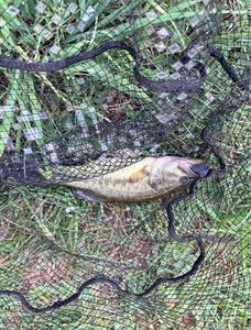 Largemouth Bass