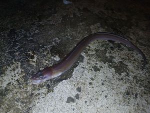 Conger