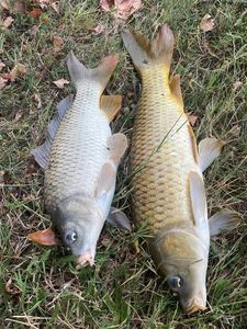 Common Carp