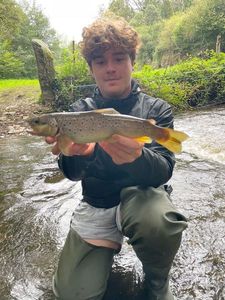 Brown Trout