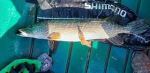 Northern Pike