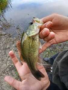 Largemouth Bass