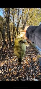 Largemouth Bass