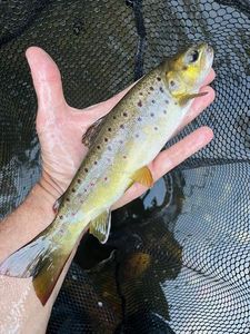Brown Trout