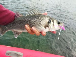 European Bass (Seabass)