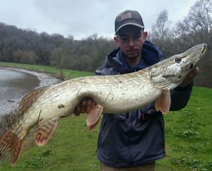 Northern Pike