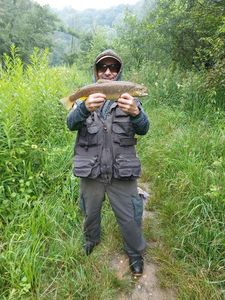 Brown Trout